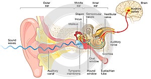 Ear anatomy. Illustration showing the way of a sound wave to the brain