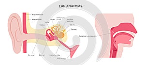 Ear anatomy poster