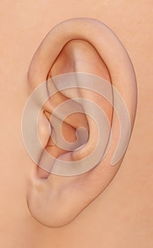 Ear, auricle - the human outer ear anatomy