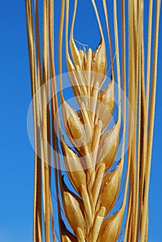 Ear of barley