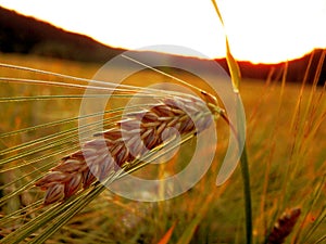 Ear of barley