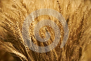 Ear of barley background, agriculture concept. Plant