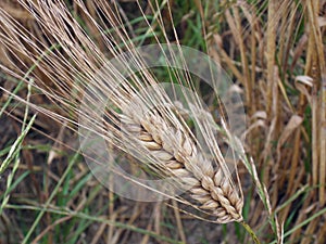 Ear of barley close-up