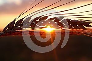 An ear of barley close-up in the rays of the setting sun on a wheat field in the evening