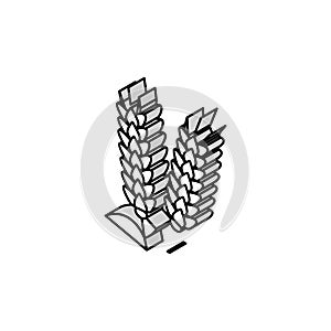 ear barley grain isometric icon vector illustration