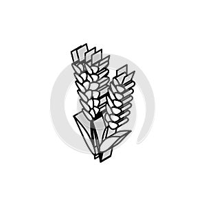 ear barley harvest isometric icon vector illustration