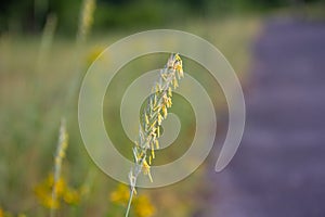 An ear of blooming wheatgrass with pollen. Flowering season for cereals.