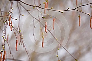 Ear buds hang on birch branches in early spring.