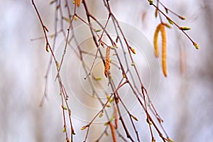 Ear buds hang on birch branches in early spring.