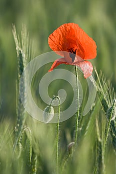 Ear of cereals and one red poppy close-up