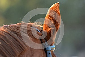 Ear of chestnut horse during riding