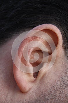 Ear