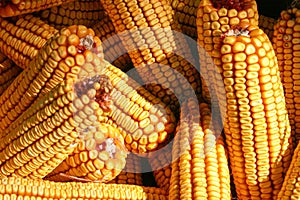 Ear corn