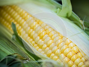 Ear of corn