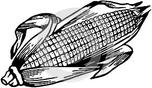 Ear Of Corn
