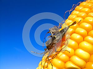 Ear of corn photo