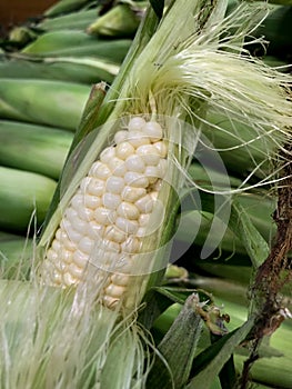 Ear of Corn being shucked.