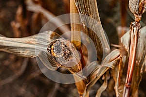 Ear of corn on a branch in autumn.  Reconnecting with nature. Country life