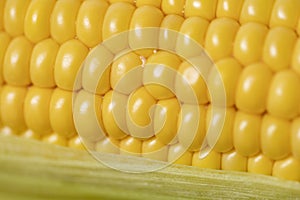 The ear of corn close-up photo of delicious and healthy food