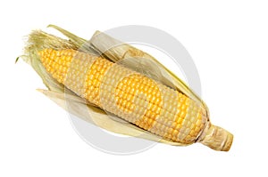 Ear of corn cob isolated