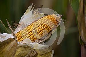ear of corn in a cornfield in autumn