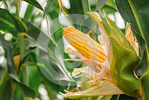 Ear of corn in cultivated cornfield