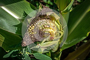 The ear of corn is damaged by pests and dries up. Corn disease. Top view of an ear of corn