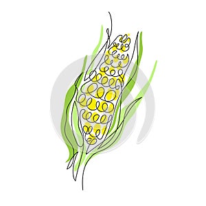An ear of corn is drawn with a single line. Agriculture. Vegetarian food.