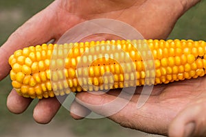 Ear of corn in farmer hands