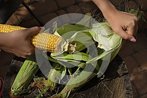 Ear of corn in female hands. Girl peels corn after harvest