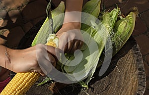 Ear of corn in female hands. Girl peels corn after harvest