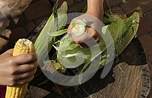 Ear of corn in female hands. Girl peels corn after harvest