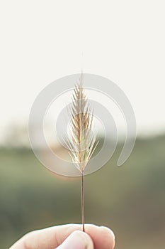 Ear of corn from the field with the sun backlit