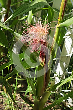 An ear of corn forming with silks on top