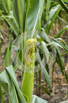 Ear of corn grows on plant. Corn Ãâ¬lantation, farmer grows corn