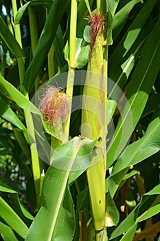 Ear of corn