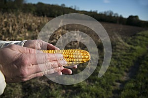 Ear of corn in the hands