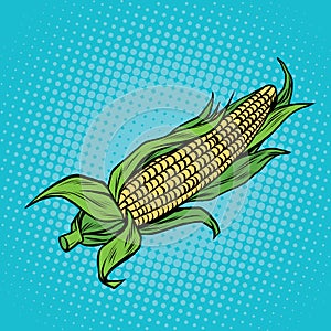 Ear of corn, harvest, agriculture