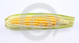 Ear of corn isolated