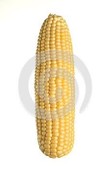 Ear of Corn isolated