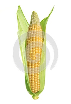 Ear of Corn isolated