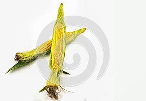 An ear of corn isolated