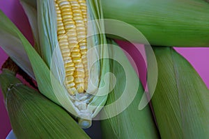 An ear of corn isolated on a pink background
