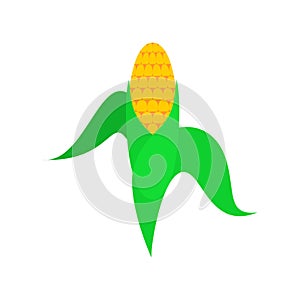 Ear of corn isolated. Vector illustration