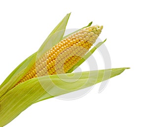 Ear of corn isolated on white