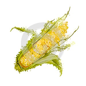 Ear of corn isolated on white
