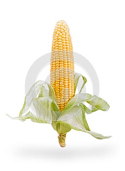 Ear of corn isolated on white