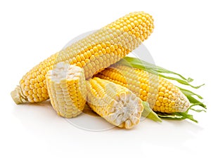 Ear of corn isolated on white background