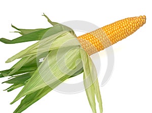 The ear of corn isolated on white background