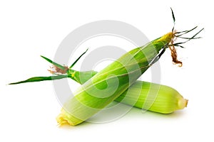 An ear of corn isolated on a white background